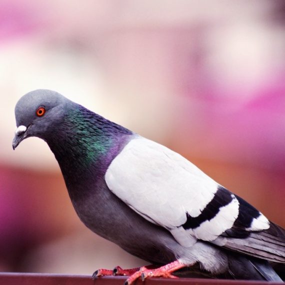 Birds, Pest Control in Chessington, Hook, KT9. Call Now! 020 8166 9746
