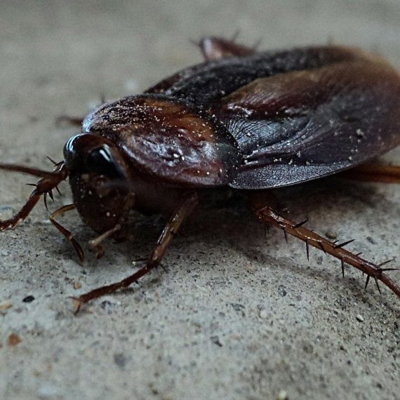 Cockroaches, Pest Control in Chessington, Hook, KT9. Call Now! 020 8166 9746
