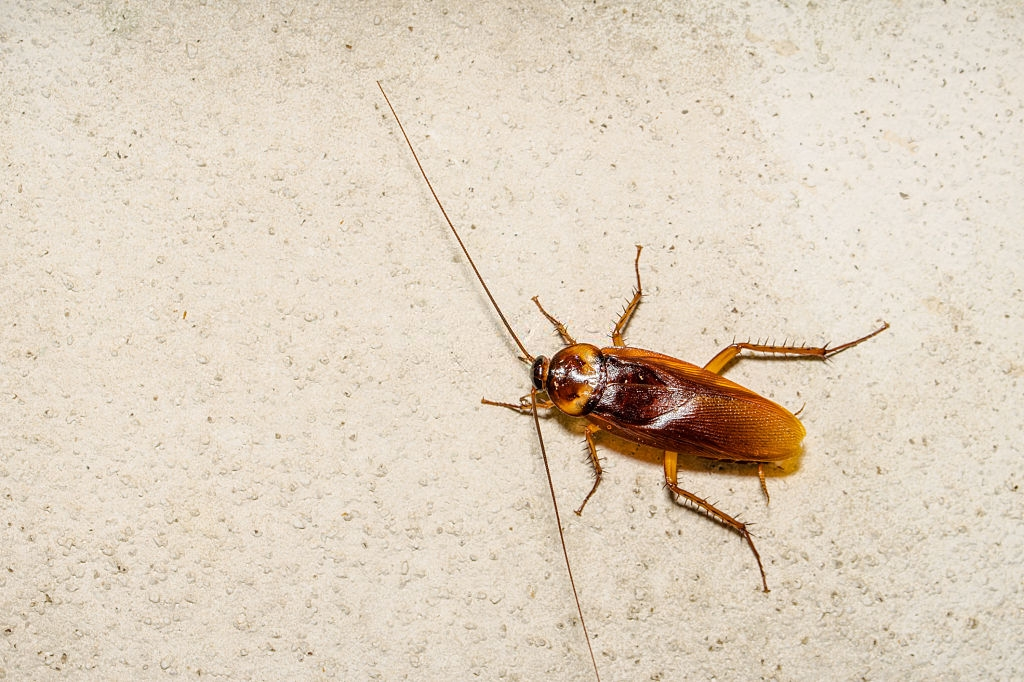 Cockroach Control, Pest Control in Chessington, Hook, KT9. Call Now 020 8166 9746