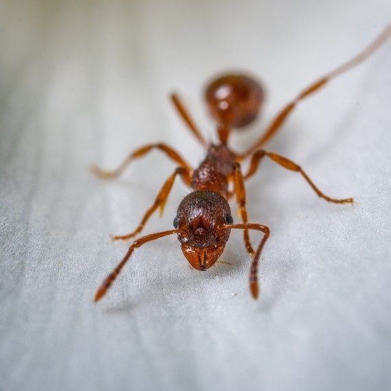 Field Ants, Pest Control in Chessington, Hook, KT9. Call Now! 020 8166 9746