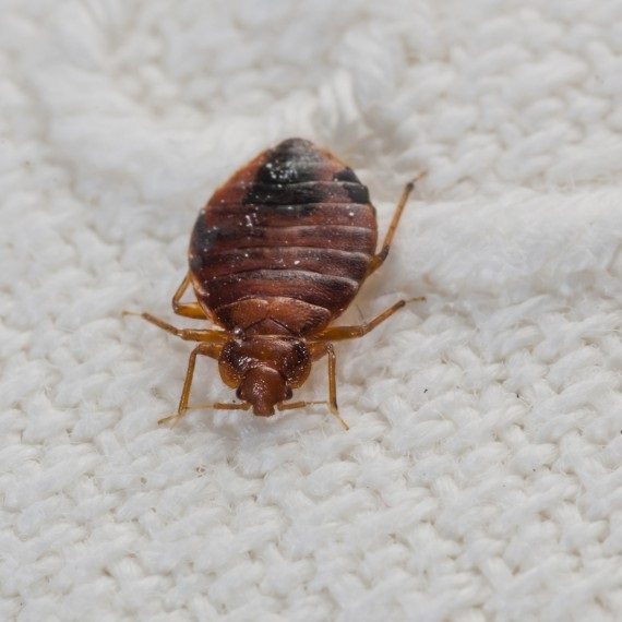 Bed Bugs, Pest Control in Chessington, Hook, KT9. Call Now! 020 8166 9746