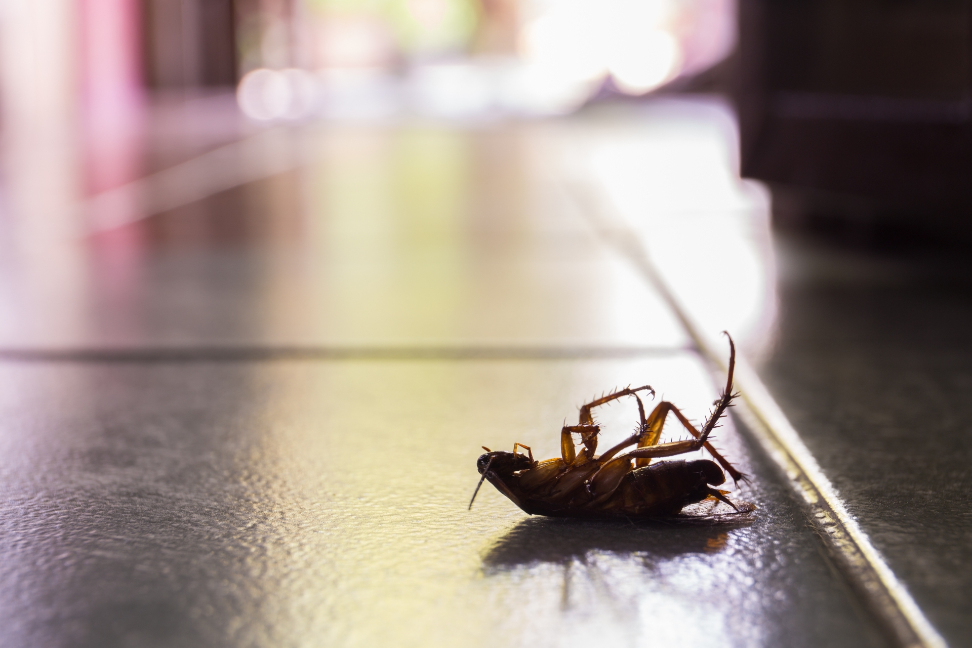 Cockroach Control, Pest Control in Chessington, Hook, KT9. Call Now 020 8166 9746