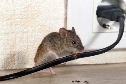 Pest Control in Chessington, Hook, KT9. Call Now! 020 8166 9746