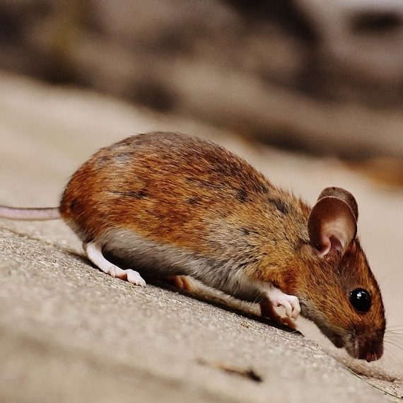 Mice, Pest Control in Chessington, Hook, KT9. Call Now! 020 8166 9746