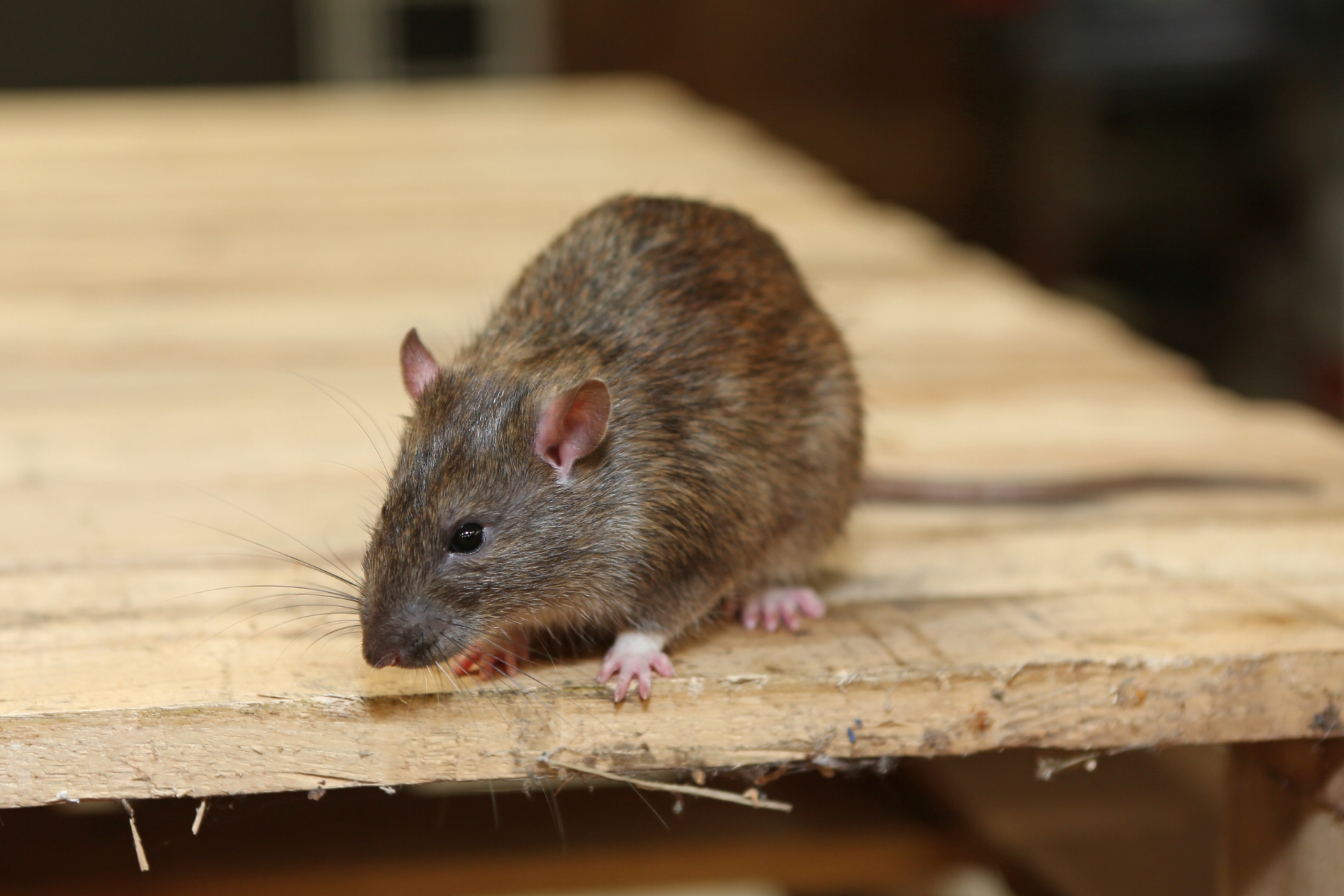 Rat extermination, Pest Control in Chessington, Hook, KT9. Call Now 020 8166 9746