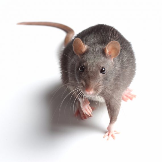 Rats, Pest Control in Chessington, Hook, KT9. Call Now! 020 8166 9746