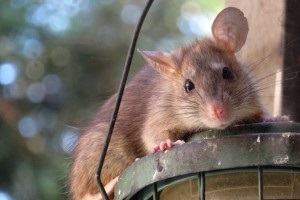 Rat Infestation, Pest Control in Chessington, Hook, KT9. Call Now 020 8166 9746