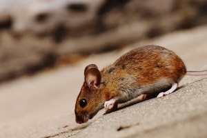Mouse extermination, Pest Control in Chessington, Hook, KT9. Call Now 020 8166 9746