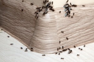 Ant Control, Pest Control in Chessington, Hook, KT9. Call Now 020 8166 9746