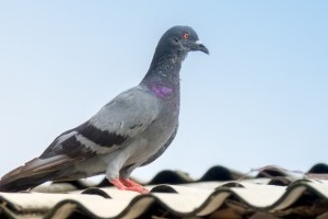 Pigeon Control, Pest Control in Chessington, Hook, KT9. Call Now 020 8166 9746