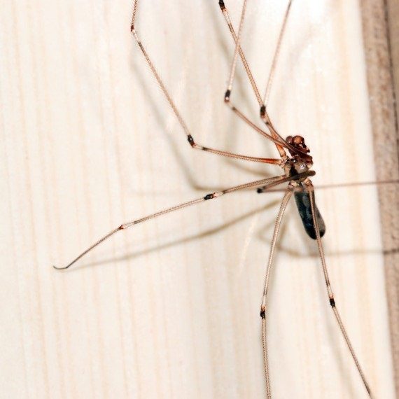 Spiders, Pest Control in Chessington, Hook, KT9. Call Now! 020 8166 9746