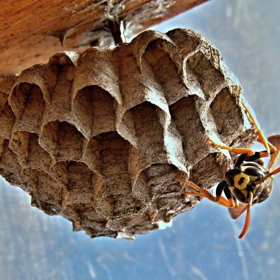 Wasps Nest, Pest Control in Chessington, Hook, KT9. Call Now! 020 8166 9746